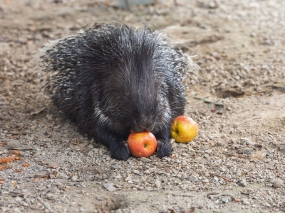 Gewoon stekelvarken - De Zonnegloed - Dierenpark - Dieren opvangcentrum - Sanctuary